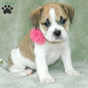 Rosy, Miniature Bulldog Puppy